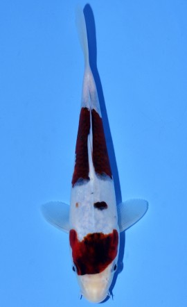 Budo Goromo