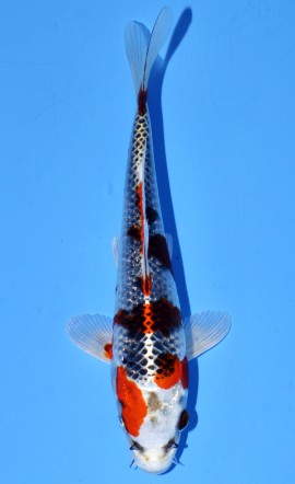 Kujaku