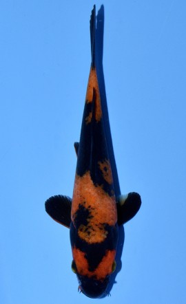 Hi Utsuri