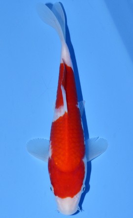Kohaku